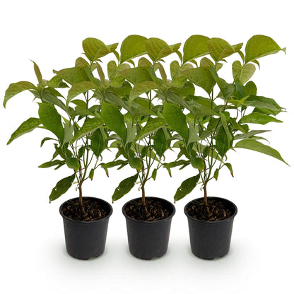 Cornus mas : Lot de trois jeunes plants de cornouiller mâle en pots noirs sur fond blanc, avec des feuilles caduques vertes.