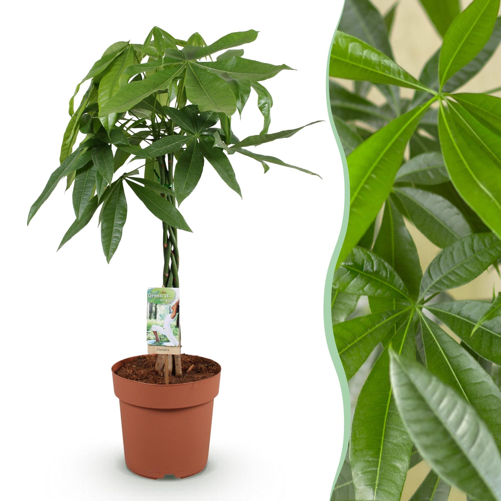 Plantes d'intérieur - Pachira Aquatica tige tressée - Arbre à argent - Peu d'entretien - Vert - 1 Plante - Pot 21cm - Hauteur 80-90cm