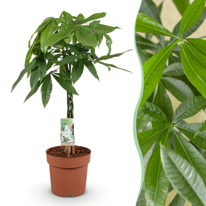 Plantes d'intérieur - Pachira Aquatica tige tressée - Arbre à argent - Peu d'entretien - Vert - 1 Plante - Pot 21cm - Hauteur 80-90cm