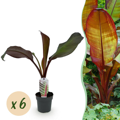 Ensete ventricosum Maurelli. Jeune plant en pot avec une pastille "x6" indiquant la quantité. À droite, un plant adulte de bananier rouge av
