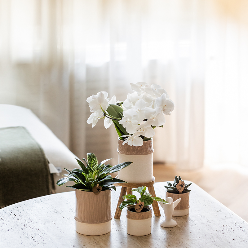 Orchidée Phalaenopsis blanche en pot