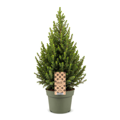 Épicéa de l'Alberta 'Conica' 1 sapin en pot de 19 cm