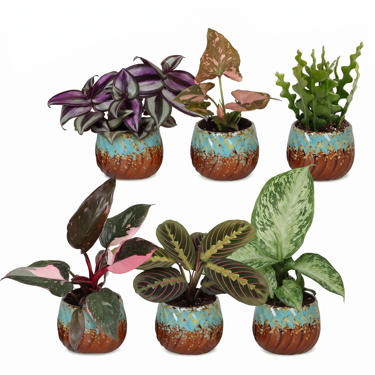 Box surprise plantes en pot de 6 cm, 6 plantes, cache-pot cuivre et turquoise