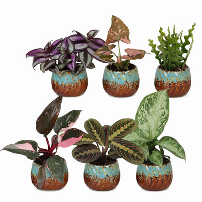 Box surprise plantes en pot de 6 cm, 6 plantes, cache-pot cuivre et turquoise