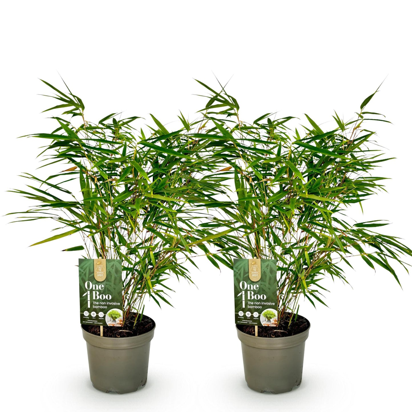 Bambou Fargesia rufa : deux plants de bambou non envahissant, feuillage vert dense, en pots de 17cm, sur fond blanc.