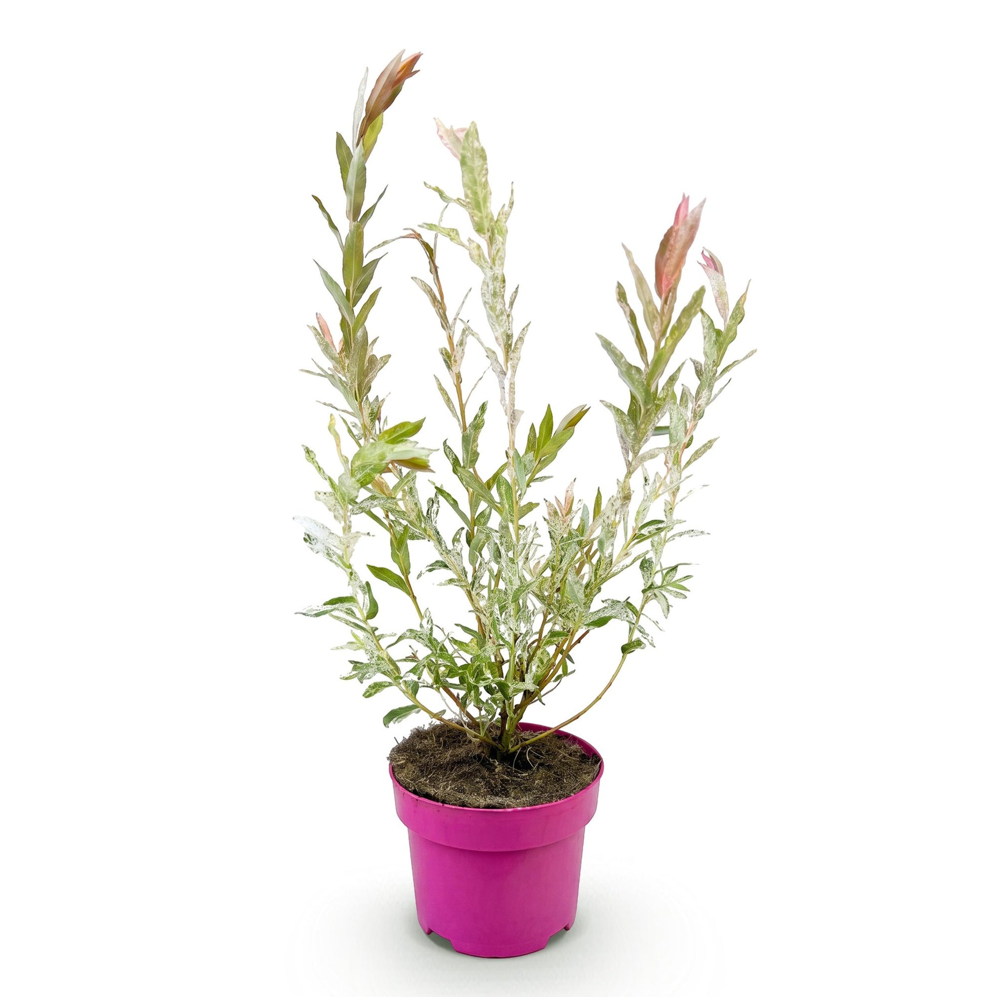 Salix Flamingo, plant en pot rose fuchsia de 17 cm, hauteur 40-50 cm, sur fond blanc uni.