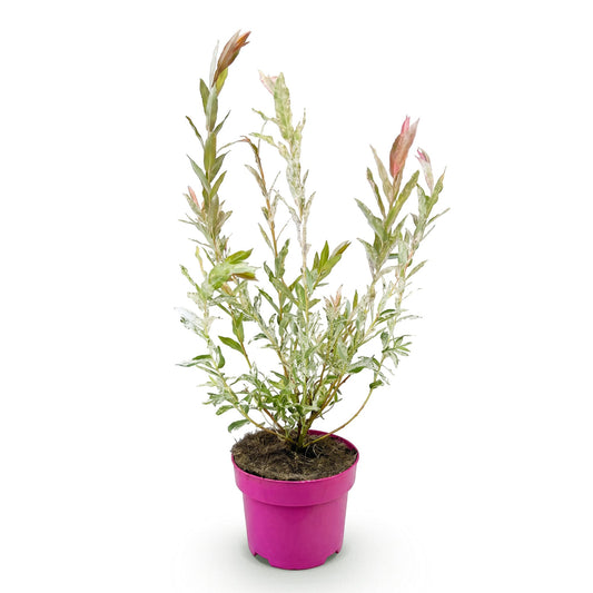 Salix Flamingo, plant en pot rose fuchsia de 17 cm, hauteur 40-50 cm, sur fond blanc uni.
