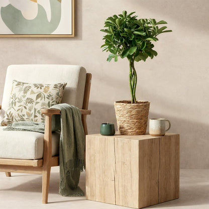 Plantes d'intérieur - Schefflera Nora - Arbre à doigts - Peu d'entretien - avec panier - Vert - 1 Plante - Pot 21cm - Hauteur 70-82cm