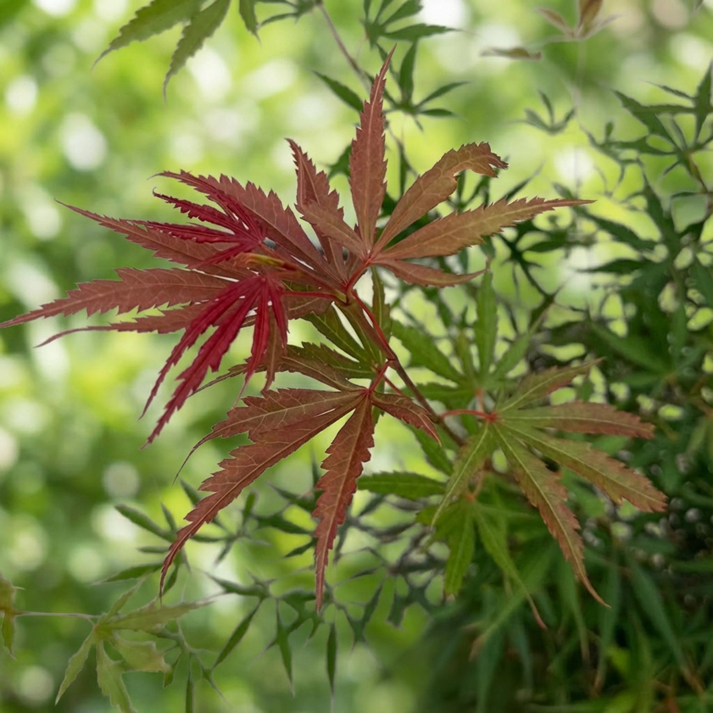 Acer palmatum Jerre Swarts. Gros plan sur les feuilles orange-rouge de cet érable japonais, avec un arrière-plan flou de feuillage vert.