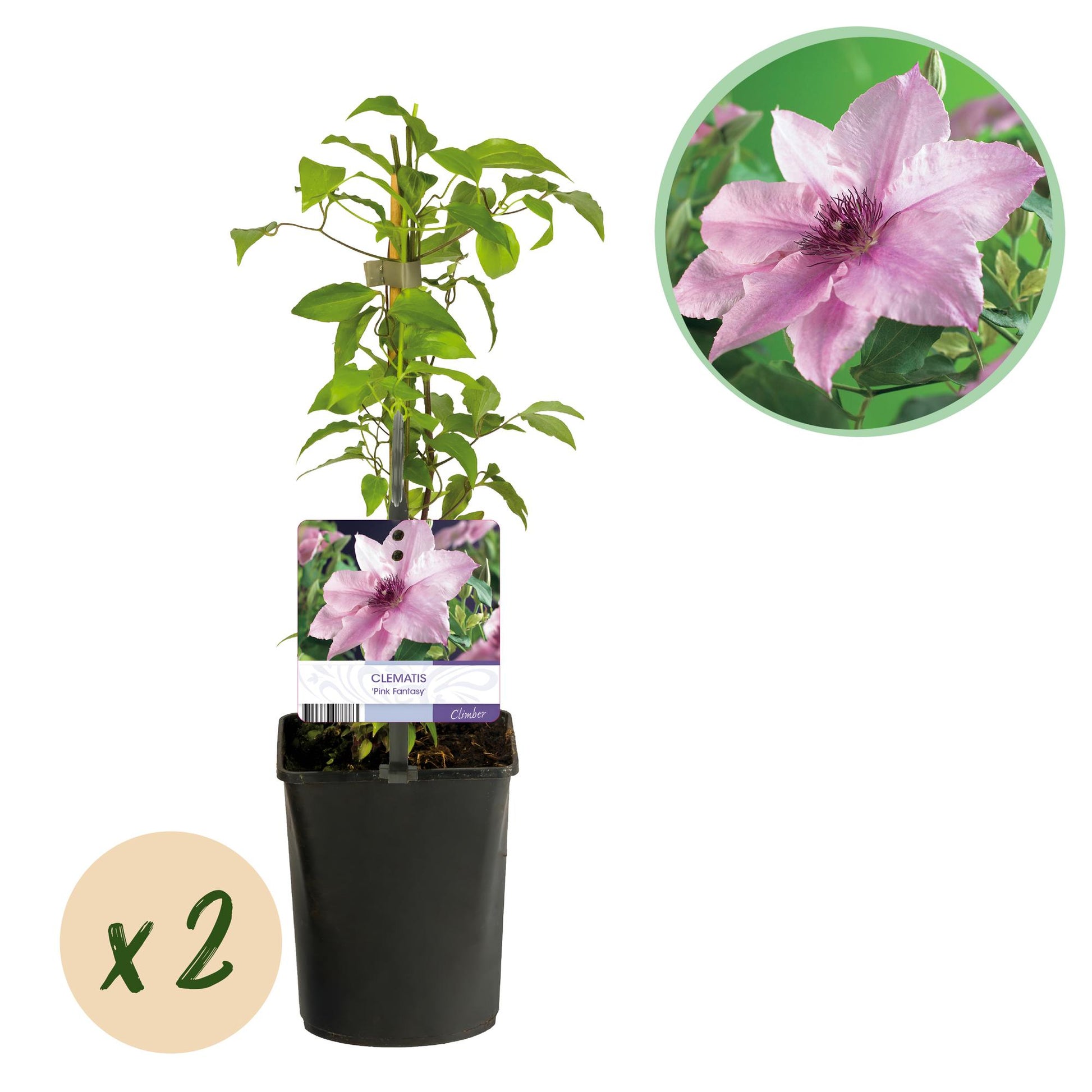 Clématite 'Pink Fantasy' en pot de 11cm, hauteur 40cm, avec une pastille 'x2' indiquant qu'il s'agit d'un lot de 2 plantes.