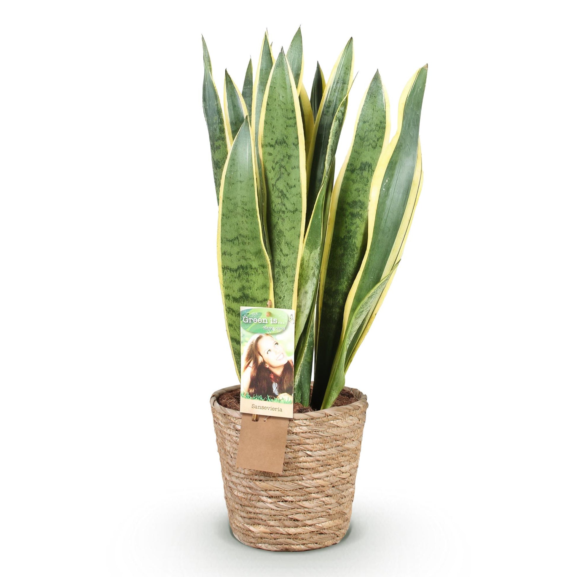 Plantes d'intérieur - Sansevieria Laurentii - Langue de belle-mère - Peu d'entretien - avec panier - Vert - jaune - 1 Plante - Pot 21cm - Hauteur 70-80cm