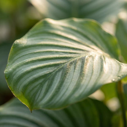 Détail du feuillage de Calathea orbifolia
