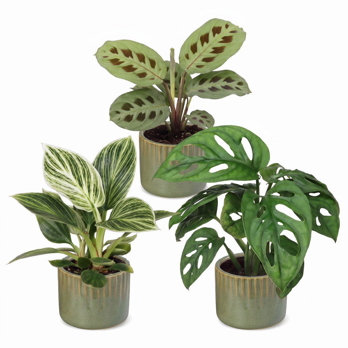 Box surprise plantes en pot de 6 cm, 3 plantes, cache-pot vert olive