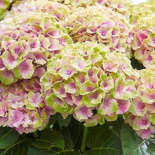 Hortensia Magical Jewel Blue, fleurs pastel rose et vert, gros plan sur ses pétales détaillés.
