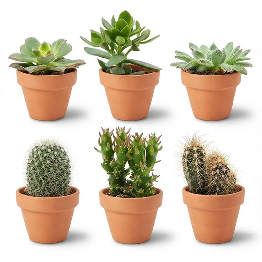 Six mini mélange de cactus et succulentes variées, chacun dans un petit pot en terre cuite de 8cm, sur fond blanc