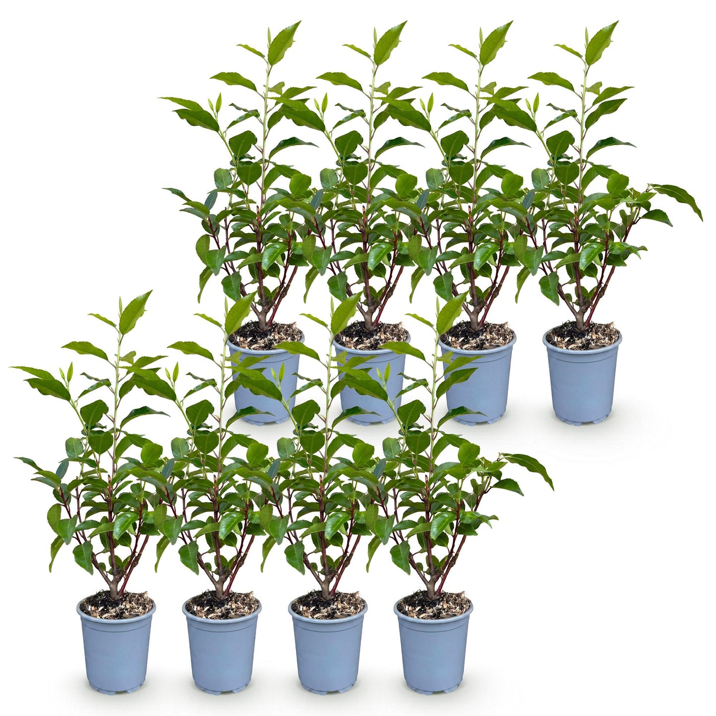 Prunus lusitanica Angustifolia, 8 jeunes plants en pot, feuillage vert foncé brillant et tiges rouges, sur fond blanc.