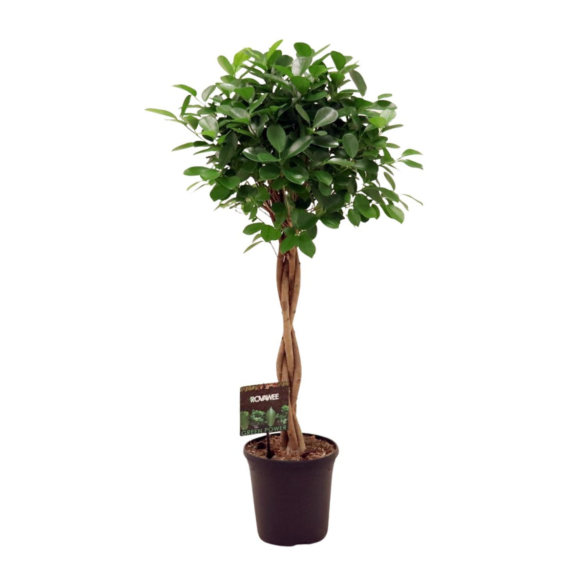 Ficus Moclame en pot de 23 cm, hauteur 100 à 110 cm, photographié sur fond blanc