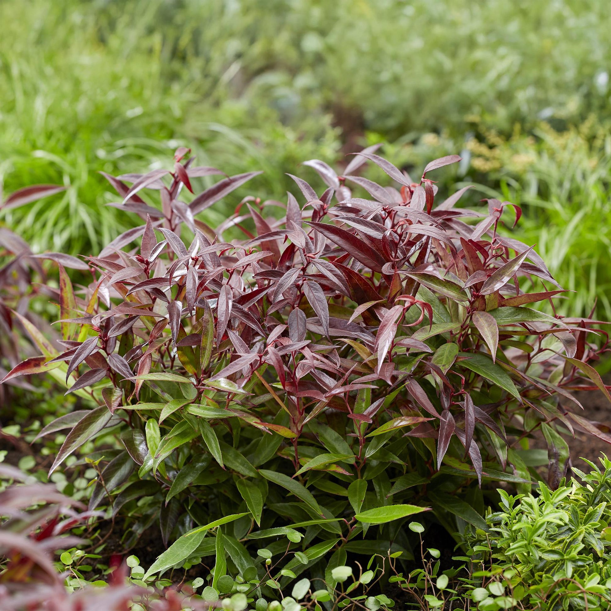 Leucothoe Burning Love dans un jardin, avec son feuillage persistant aux couleurs rouge et verte.