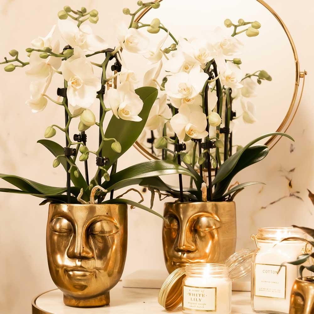 Orchidée Phalaenopsis blanche en pot