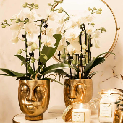Orchidée Phalaenopsis blanche en pot