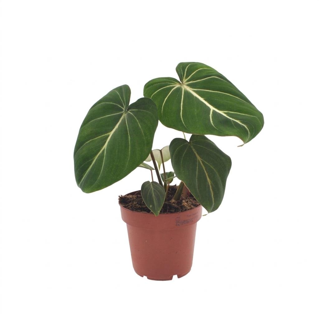Philodendron Gloriosum - Pot de 12cm - plantandstories