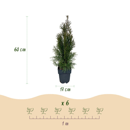 Thuja occidentalis Smaragd, plante de haie en pot de 17 cm, hauteur 60 cm. Un lot de 6 plants pour 1 mètre linéaire.