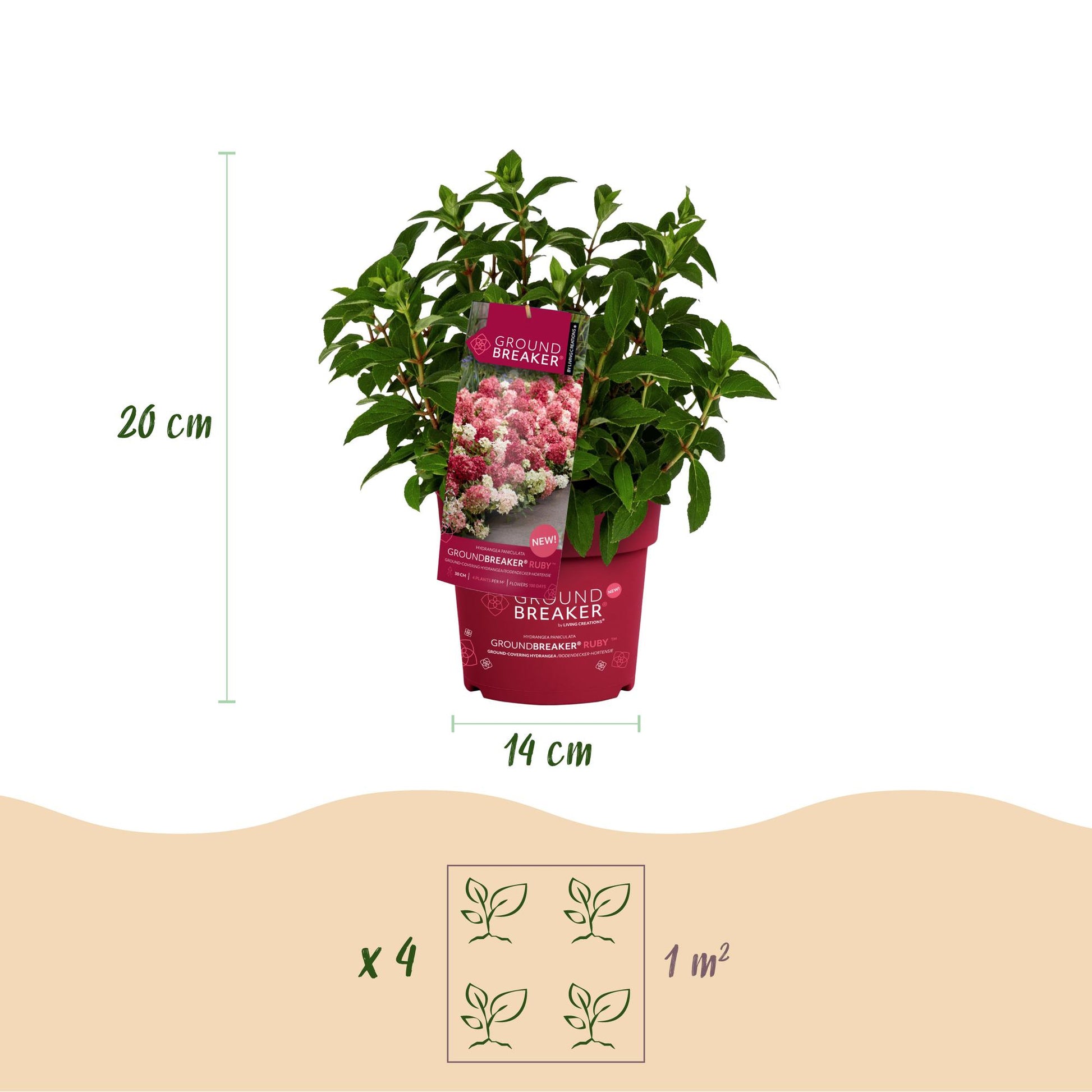 Hortensia Groundbreaker Ruby : plante en pot avec dimensions (hauteur 20 cm, pot 14 cm) et schéma de plantation (4 plants par m²).