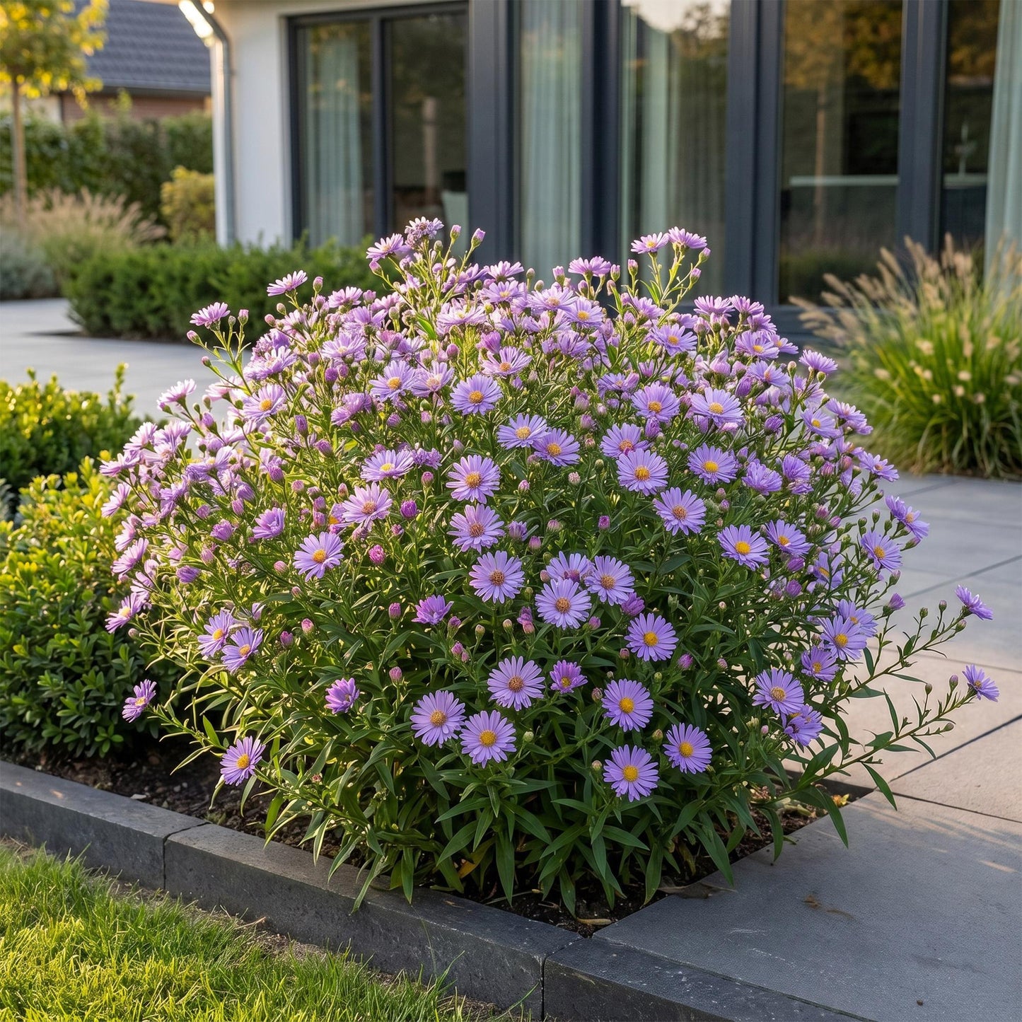 Aster 'Méditerranée' en fleurs violettes, en pleine terre dans un jardin moderne, devant une maison et une terrasse.
