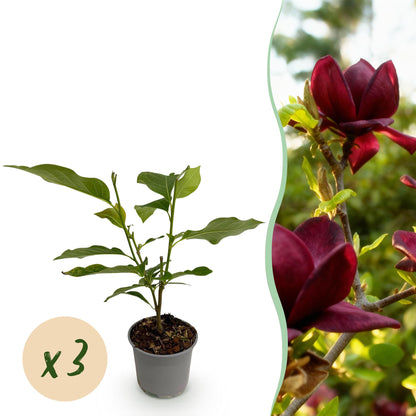 Magnolia Genie : jeune plant en pot sur fond blanc avec une pastille 'x3', à côté d'une photo de ses fleurs violettes éclatantes.