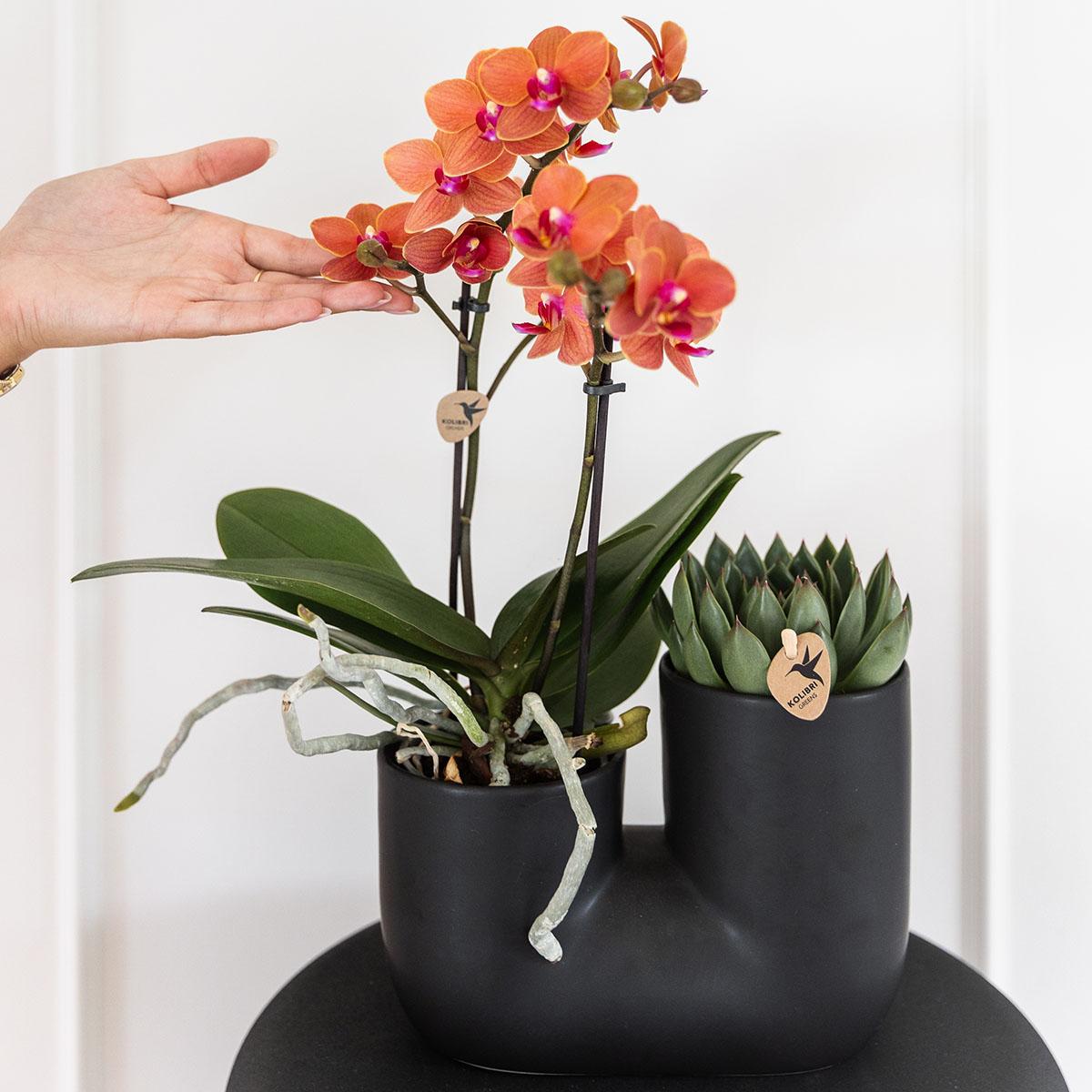 Orchidée Phalaenopsis orange en pot