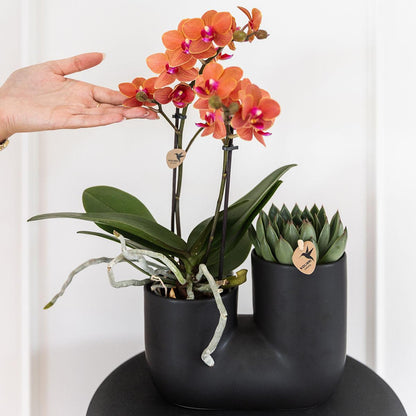 Orchidée Phalaenopsis orange en pot