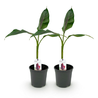 Musa sikkemensis Red Tiger : lot de 2 bananiers, plantes de 40 cm de haut en pot de 17 cm, sur fond blanc.