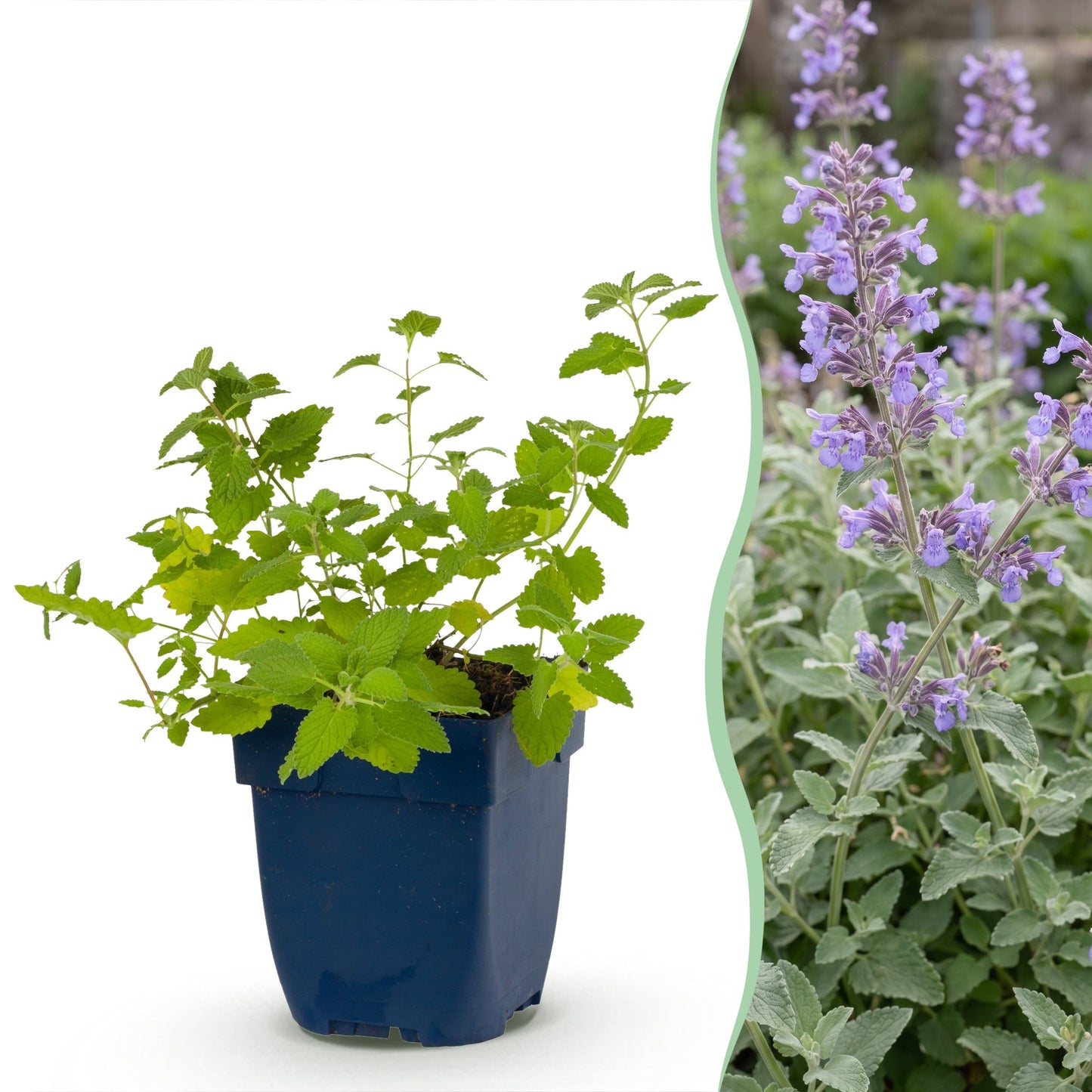 Nepeta faassenii ou herbe à chat en pot, et une photo de la plante adulte en pleine floraison avec ses épis de fleurs violettes.