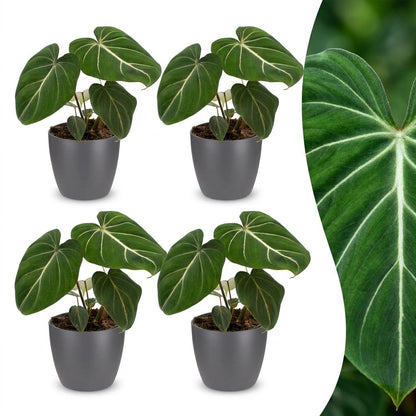 Philodendron Gloriosum - Pot de 12cm