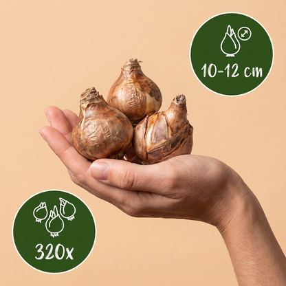 Bulbes de Narcisse jaune tenus dans une main, calibre 10/12, lot de 320 bulbes
