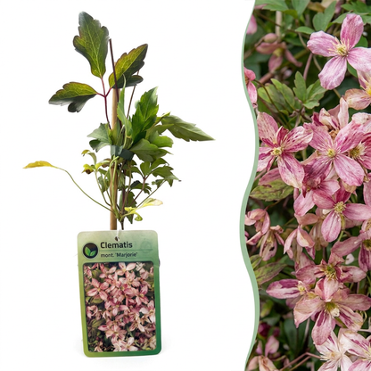 Clématite de montagne 'Marjorie' (Clematis montana) - grimpante fleurie