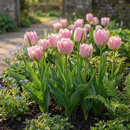 Massif de tulipes doubles roses et blanches 'Tulipa' avec des brins de verdure dans un jardin ensoleillé.