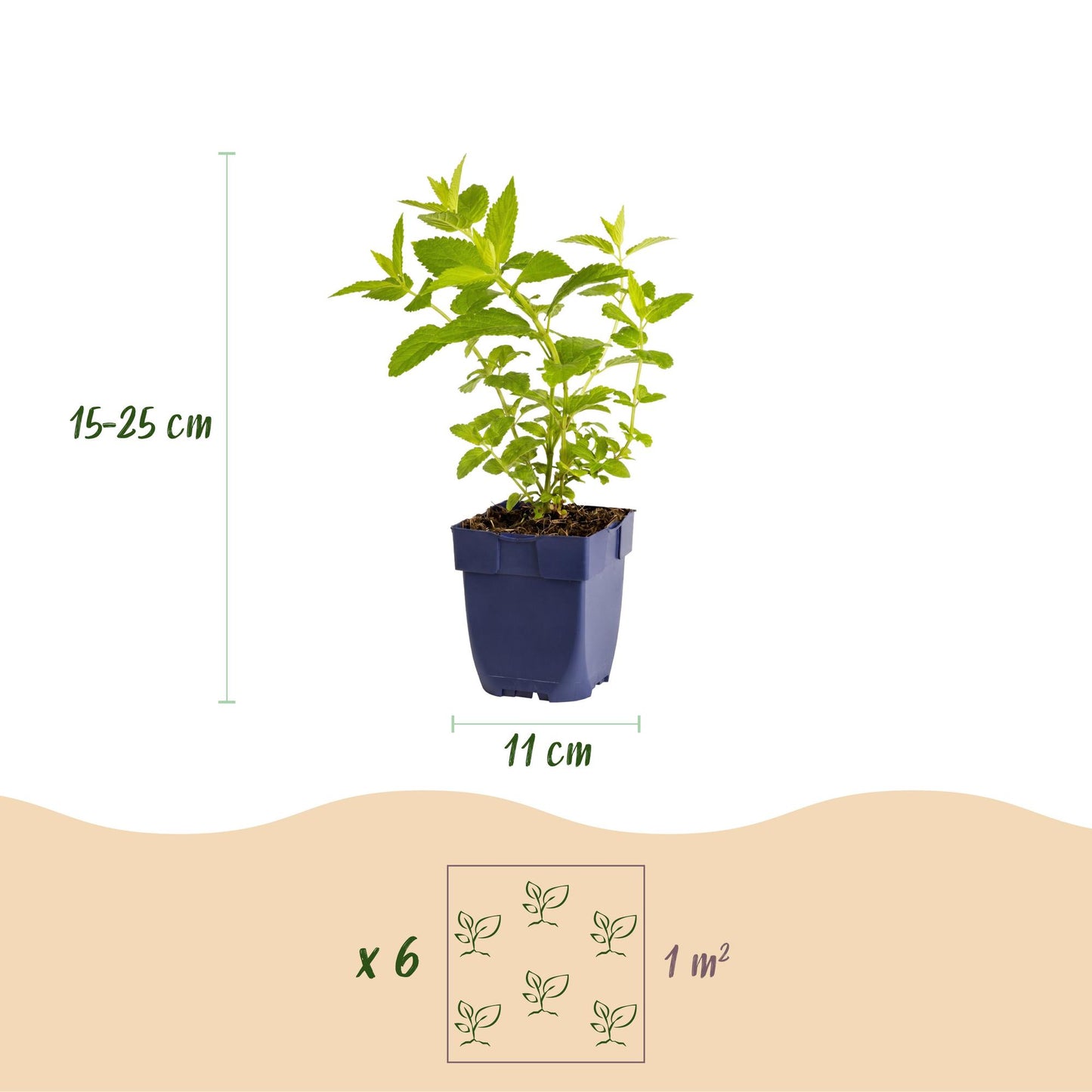 Nepeta sib. Wild Orchid : Schéma d'une plante en pot avec ses dimensions (15-25 cm de hauteur, pot de 11 cm) et un exemple de plantation (6 