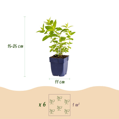 Nepeta sib. Wild Orchid : Schéma d'une plante en pot avec ses dimensions (15-25 cm de hauteur, pot de 11 cm) et un exemple de plantation (6 