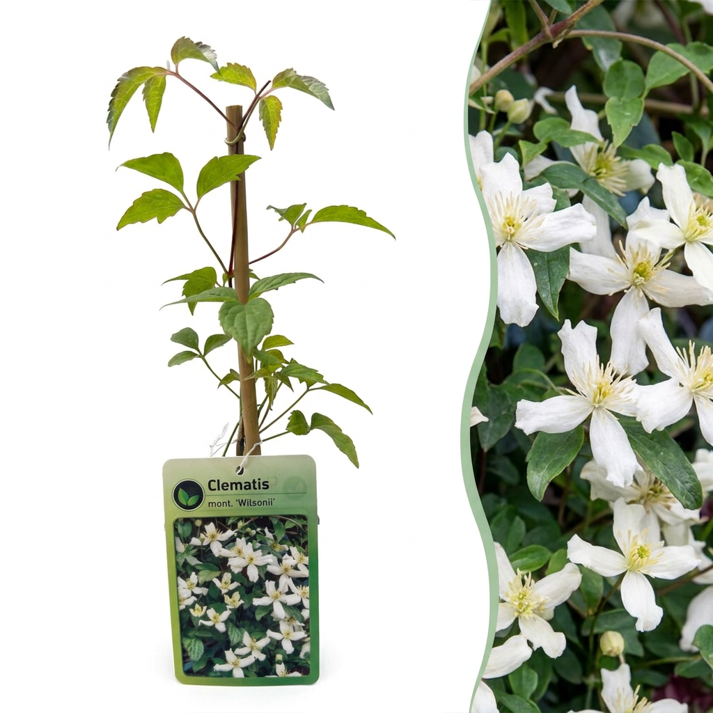 Clématite de montagne de Wilson (Clematis montana) - grimpante parfumée