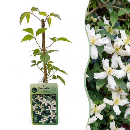 Clématite de montagne de Wilson (Clematis montana) - grimpante parfumée