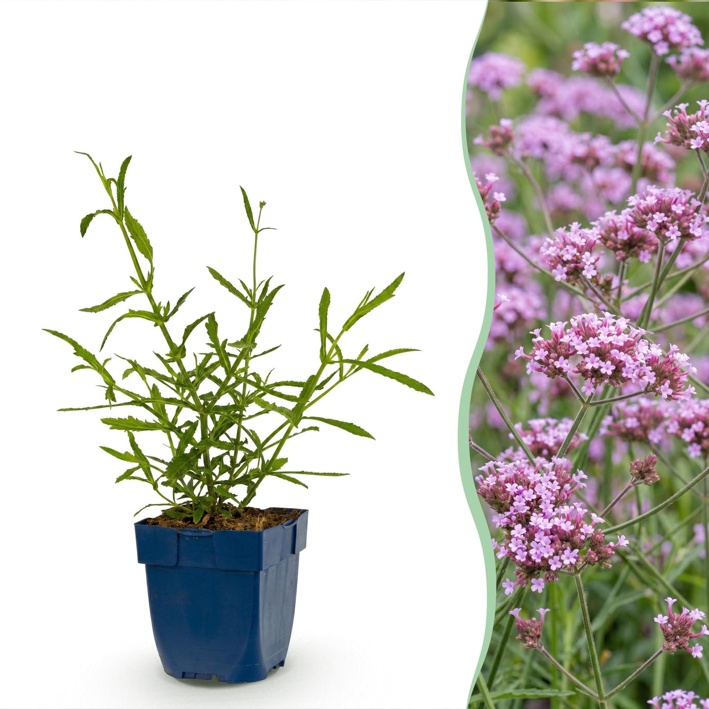 Verbena bonariensis Lollipop, jeune plant en pot et vue de ses fleurs violettes en pleine croissance dans un jardin.