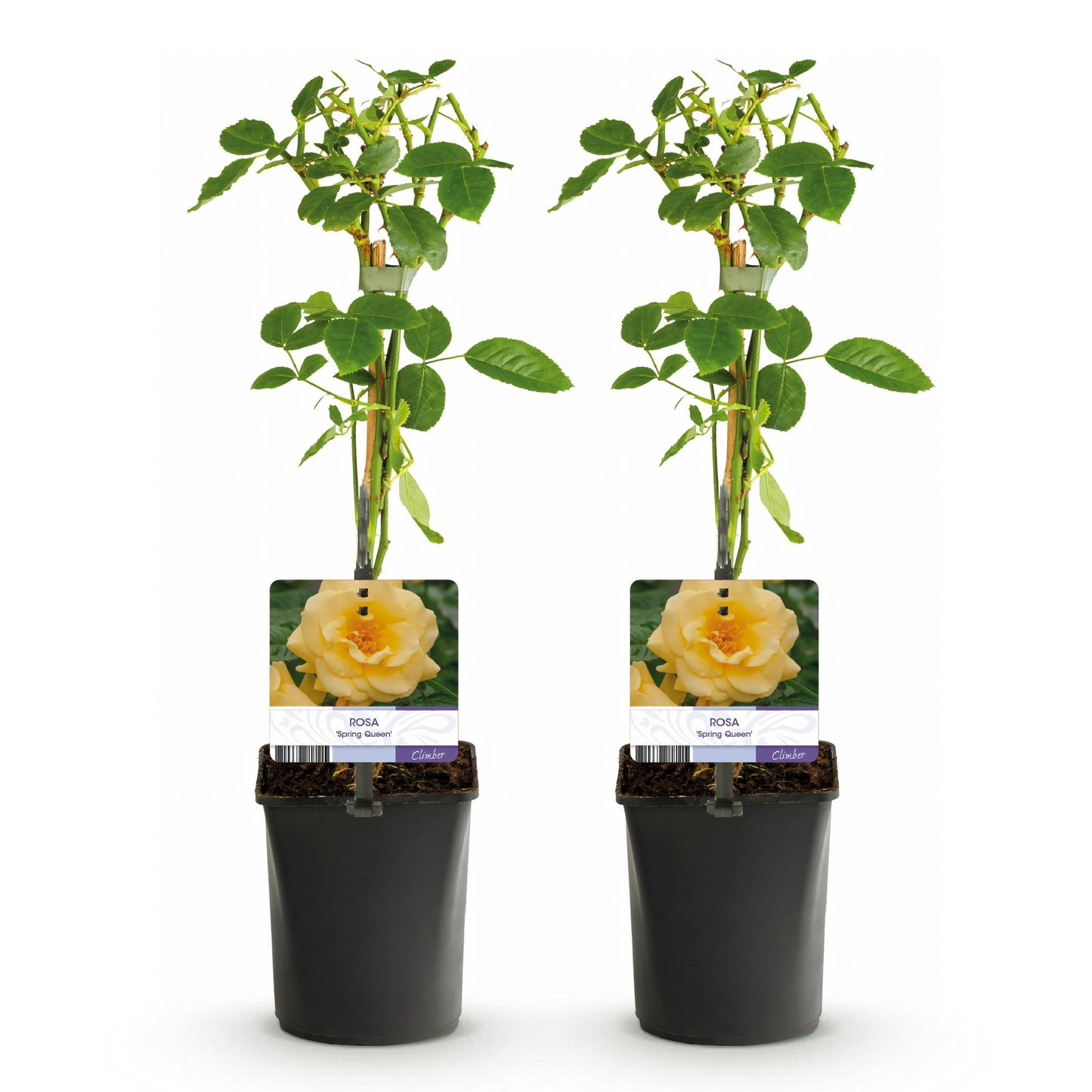 Rosier grimpant Rosa Spring Queen : 2 plants en pot de 11 cm, feuilles vertes, étiquettes avec fleur jaune, sur fond blanc.