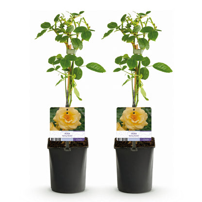 Rosier grimpant Rosa Spring Queen : 2 plants en pot de 11 cm, feuilles vertes, étiquettes avec fleur jaune, sur fond blanc.
