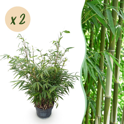 Fargesia robusta Pingwu, bambou non envahissant en pot de 23cm et d'une hauteur de 80cm, en lot de 2.