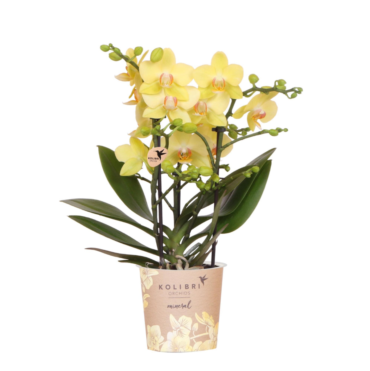 Orchidée Phalaenopsis jaune en pot