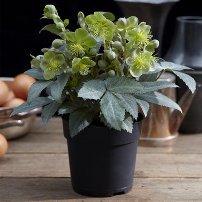 Hellébore 'Silver Dollar' au jardin, Helleborus x sternii