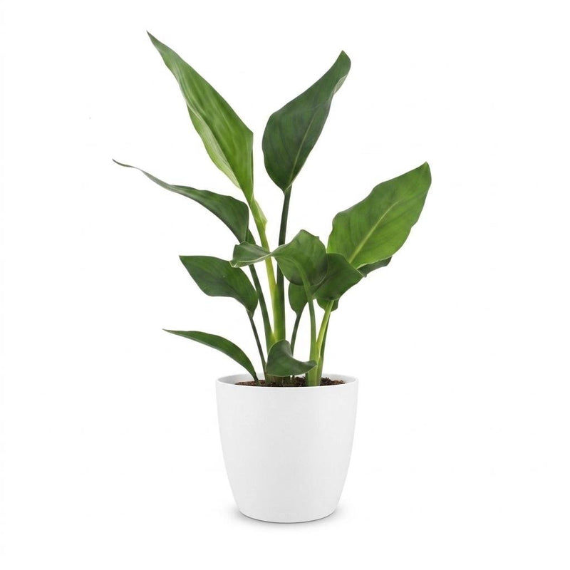 Strelitzia Reginea - Oiseau de paradis - Pot de 12cm