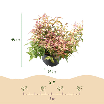 Leucothoe Makijaz : infographie des dimensions de la plante (45 cm de hauteur, pot de 17 cm) et espacement de plantation (x 4 plants pour 1 