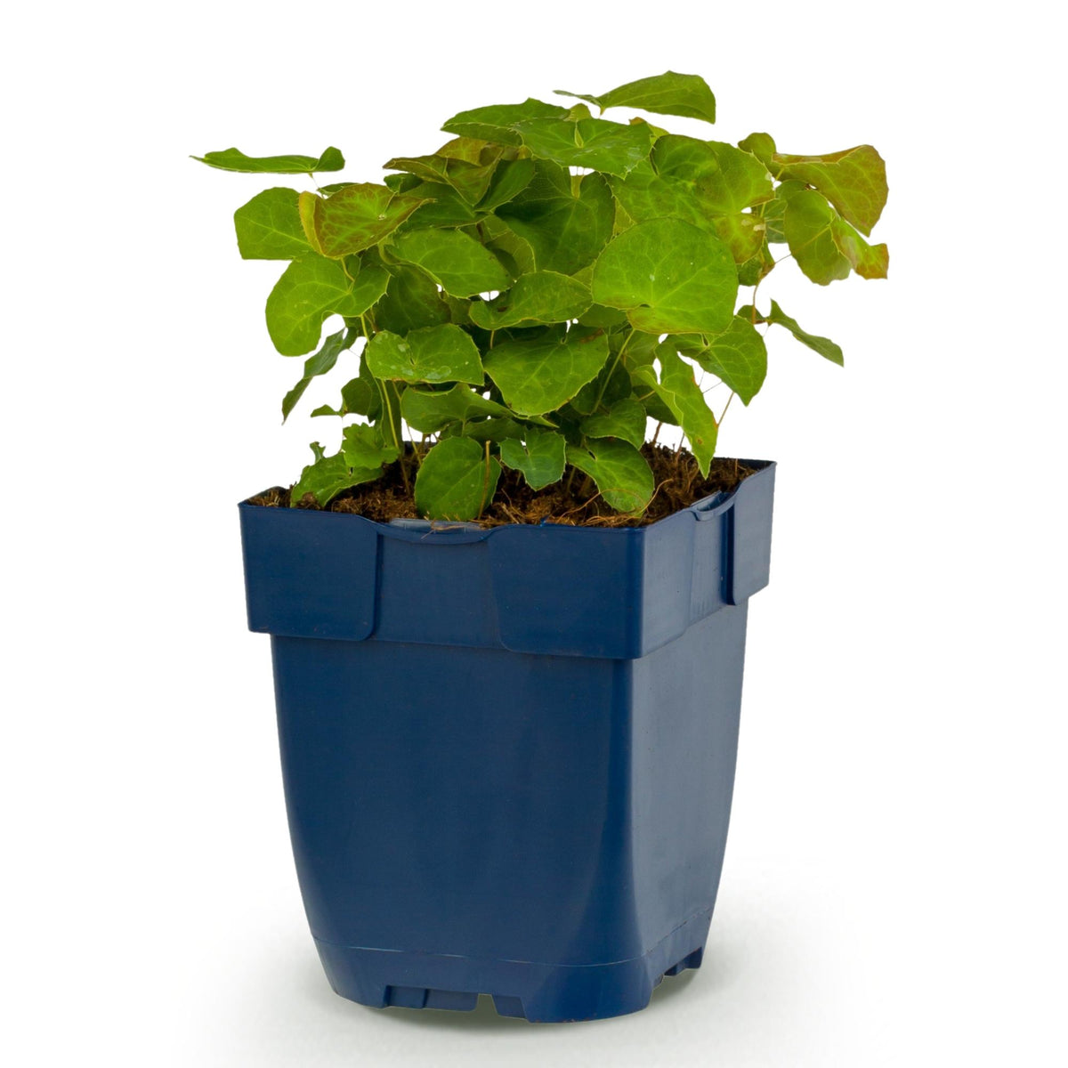 Fleur des elfes 'Frohnleiten' - 1 plant en pot de 11 cm